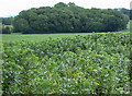 Field of broad beans