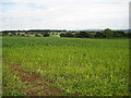 Field of maize near Redmarley