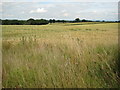 Fields of wheat near Redmarley D