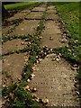 Gravestone path, Stoke Damerel churchyard