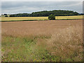 Ripening rape crop