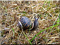 Snail (Helix aspersa) at Gerizim