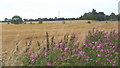 Great willow herb with golden fields behind