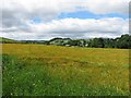 Grassy field west of the Scottish Antique and Arts Centre