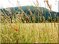 Poppy and Grass