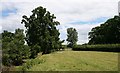 Pear tree near Grove House Farm