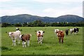 Cow pasture near New House Farm