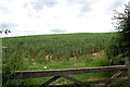 Field of Broad Beans, Near Old Coghurst Farm