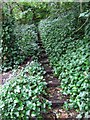 Ivy steps