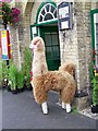 Alpaca outside the Town Hall