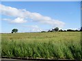 Looking uphill to Braidfield Farm