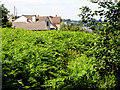 Edge End over the ferns