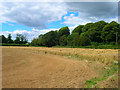 Field, Roundstone Farm