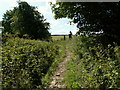 The bridleway at Gadding Moor Plantation