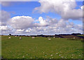 Sheep field at Gelligenlas, Llanarth