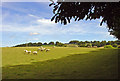 Wary sheep, Araul, Llanwnnen