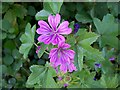 Common mallow  (Malva sylvestris), Bishopstone