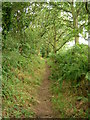 Bridleway between Haddon and Burton Woods