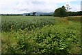 Beans and burdock, Guarlford