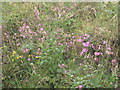 Summer hedgerow at Lower Retanna