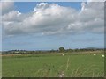 Grazing sheep near the old course of Afon Cefni