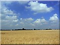 Wheat field, north of Langley Lane, east of Grafton