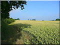 Wheat field, Munsley Green