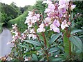 Himalayan Balsam at Stop Street