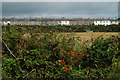 Row of houses from across a field