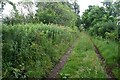 Track into woodland at Alyth