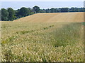 Wheat Field by Goldstone Farm