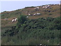 Sheep grazing on rough ground