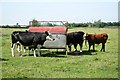 Kexby cattle