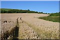 Wheatfields near Upwey 