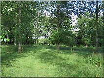 SU6751 : Woodland by the M3 by Mr Ignavy