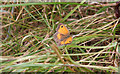 Gatekeeper Butterfly