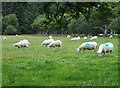 Sheep grazing near Bethania, Ceredigion