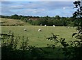 Hollies Farm and cattle