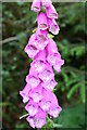 Foxglove