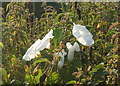 Hedge Bindweed amongst nettles