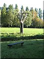 Dead Tree, Walsall Arboretum