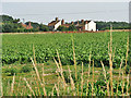 Houses beside the A1067 (Fakenham Road)