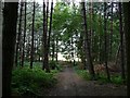 Mixed conifer and deciduous woodland