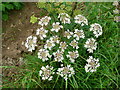 Hogweed, Heracleum sphondylium