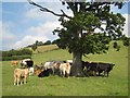 Cattle seeking shade under an oak tree