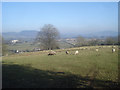 Sheep pasture at The Folly