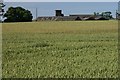 Wheat on Coupar Grange Farm