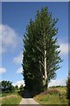 Line of the poplars on the slopes of the Knockie