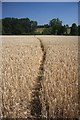 Footpath through the barley