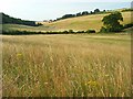 Grassland, Little Marlow